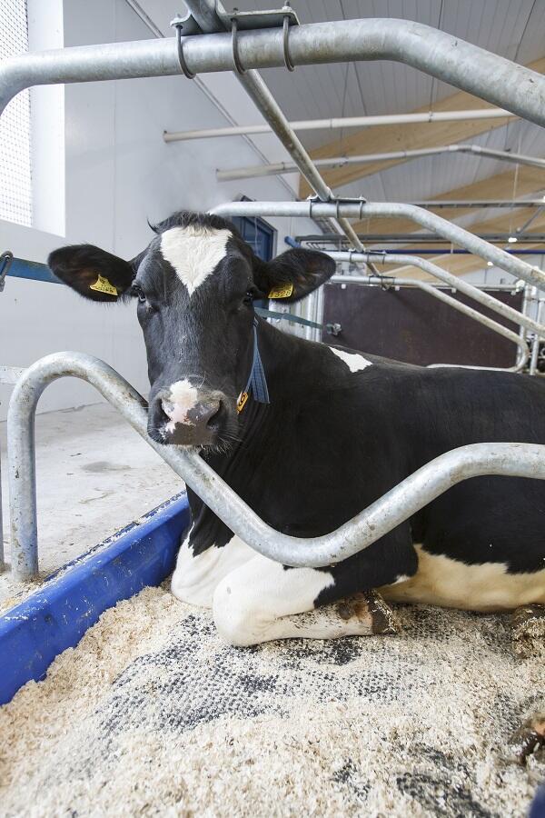 Confort animal, camas para vacas