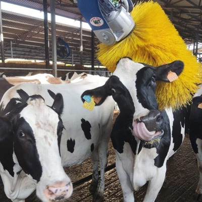 Confort animal